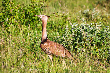 Kori Bustard is caught in the golden afternoon sun at Tsavo East National Park, Kenya, Africa