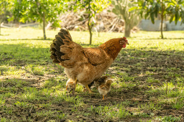 gallina junto a sus pollitos, vida rural, animales de granja