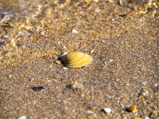 砂浜の波打ち際の貝殻。
