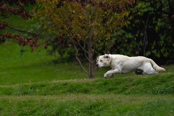 Obraz premium 2023-11-01 A YELLOW LABRADOR RUNNING OVER A GRASS COVERED MOUND IN THE LUTHER BURBANK PARK ON MERCER ISLAND WASHINGTON