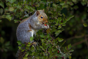 2023-11-01 A SQUIRREL SITTING IN A TREE EATING A BERRY WITH A BRIGHT EYE ON MERCER ISLAND WASHINGTON