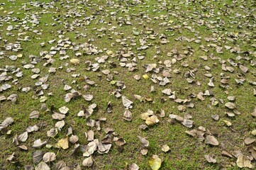dry leave on the ground