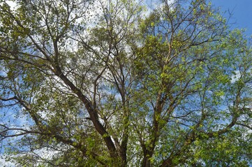 branches against sky