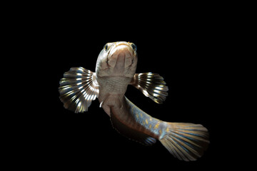 Channa pulchra is a species of snakehead fish in the family Channidae which is native to Myanmar