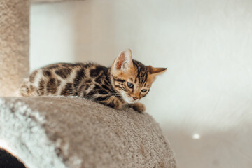 Young cute bengal kitten laying on a soft cat's shelf of a cat's house indoors.