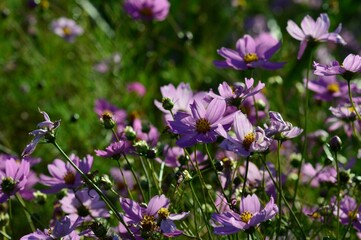 アキザクラ（秋桜）