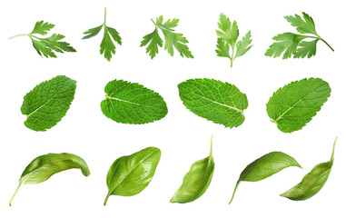 Set with different greens isolated on white. Mint, basil and parsley