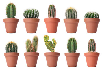 Green cacti in terracotta pots isolated on white, collection