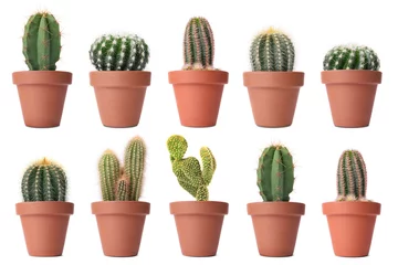 Foto op Plexiglas Cactus in pot Green cacti in terracotta pots isolated on white, collection
