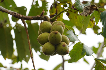 木に実ったくるみ
