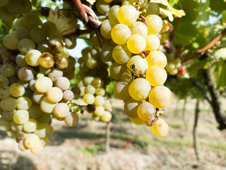 Harvesting grapes in vineyards
