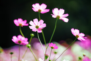 Fototapeta premium ピンクのコスモス
