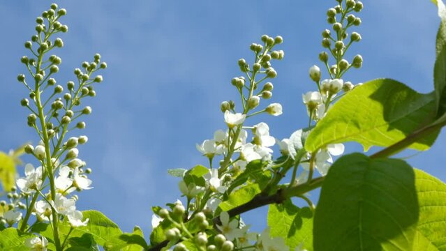 Young spring leaves and flowers. Blossom. Bright blue sky, looking up. Spring background. Freshness. Enjoying Life