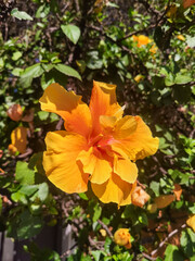 Orange coloured hibiscus close-up, sunny day, without people, spring, Buenos Aires, Argentina. 
