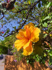 Orange coloured hibiscus close-up, sunny day, without people, spring, Buenos Aires, Argentina. 