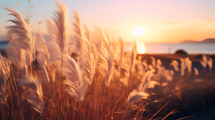 view of wild pampas grass with sunset, asthetic style, cinematic lighning