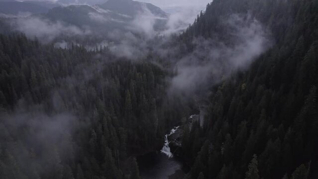 Forest in the Clouds