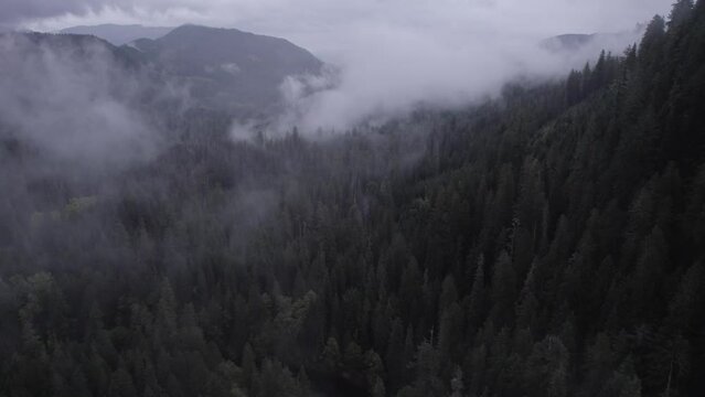 Forest in the Clouds
