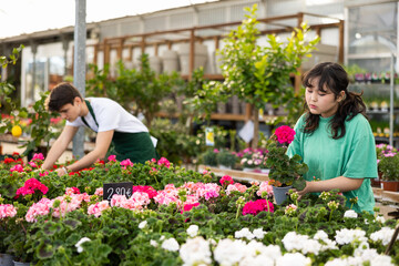 Interested young Asian girl choosing bright colorful potted geraniums for home decoration in garden store..