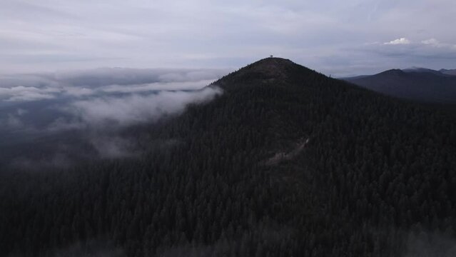 Forest in the Clouds