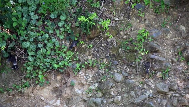 ムクドリ　段丘崖で餌を探すムクドリ