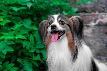 Portrait of cheerful little dog papillon, continental toy spaniel sitting for walk by tree green bush with its mouth faithfully open Decorative long-haired breed with long ear enthusiastic expression 