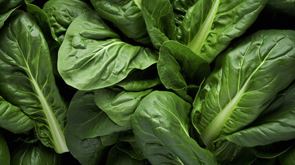 Top view full frame of whole ripe bok choy placed together as background. - obrazy, fototapety, plakaty