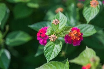 Lantana camara blooms in a variety of colors. Common lantana