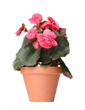 Beautiful begonia flower in pot isolated on white