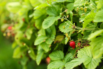 Small wild strawberries growing outdoors, space for text. Seasonal berries