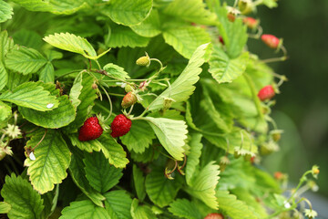 Wild strawberry bushes with berries growing outdoors - obrazy, fototapety, plakaty