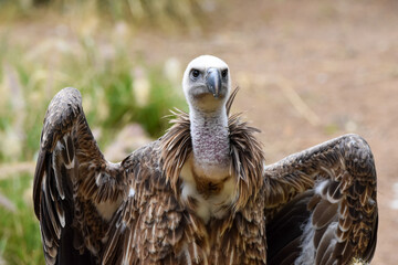 Abutre-grifo-de-Rüppell_Gyps rueppellii