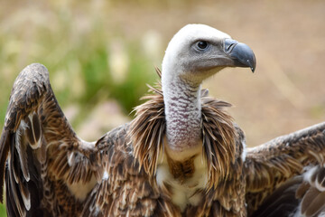 Abutre-grifo-de-Rüppell_Gyps rueppellii