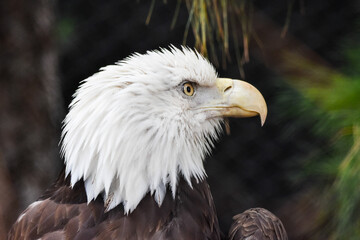 Águia-careca_Haliaeetus leucocephalus