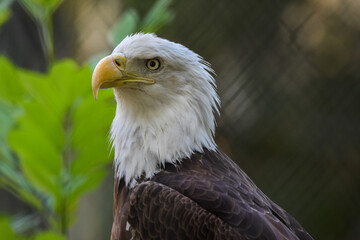 Águia-careca_Haliaeetus leucocephalus
