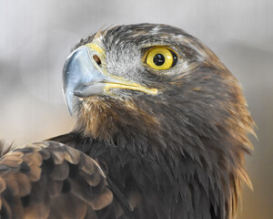 Águia-dourada_Aquila chrysaetos canadensis