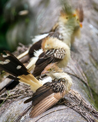 Anu-branco_Guira guira