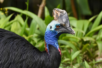 Casuar-de-capacete_Casuarius casuarius