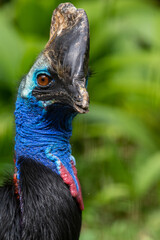 Casuar-de-capacete_Casuarius casuarius