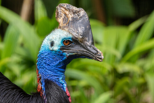 Casuar-de-capacete_Casuarius casuarius