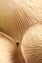 Fresh oyster mushrooms as background, macro view