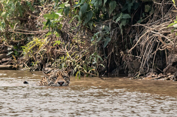 animal in the water, animal swimming, jaguar swimming