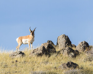 A pronghorn buck stands in Wyoming's evening light.