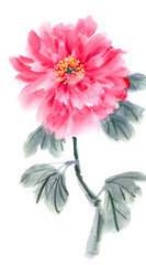 peony, Chinese traditional brush painting on rice paper, pink, purple