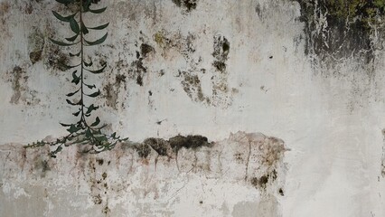 Weathered Stone Wall with Moss Textured Brick Patterns and Faded Plant Growth