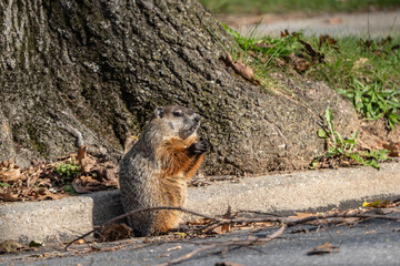 Groundhog fattening up for winter eats acorns on side of road