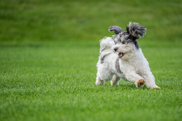 Cute puppy's ears flop as he runs in field