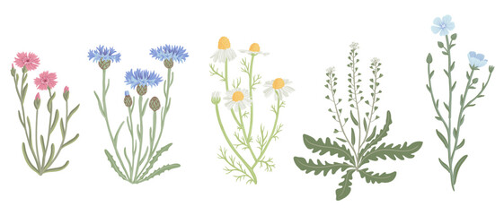 maiden pink, blue cornflower, chamomile, shepherd's purse and flax, field flowers, vector drawing wild plants at white background, floral elements, hand drawn botanical illustration - obrazy, fototapety, plakaty
