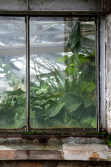 Old window glass of orangery, greenhouse, hothouse for growing decorative tropical and subtropical plants. Green leaves of exotic palm trees, yucca behind orangery glazing. Vintage building exterior