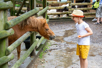 little boy with care feeds the pony Environmentally friendly product on the farm